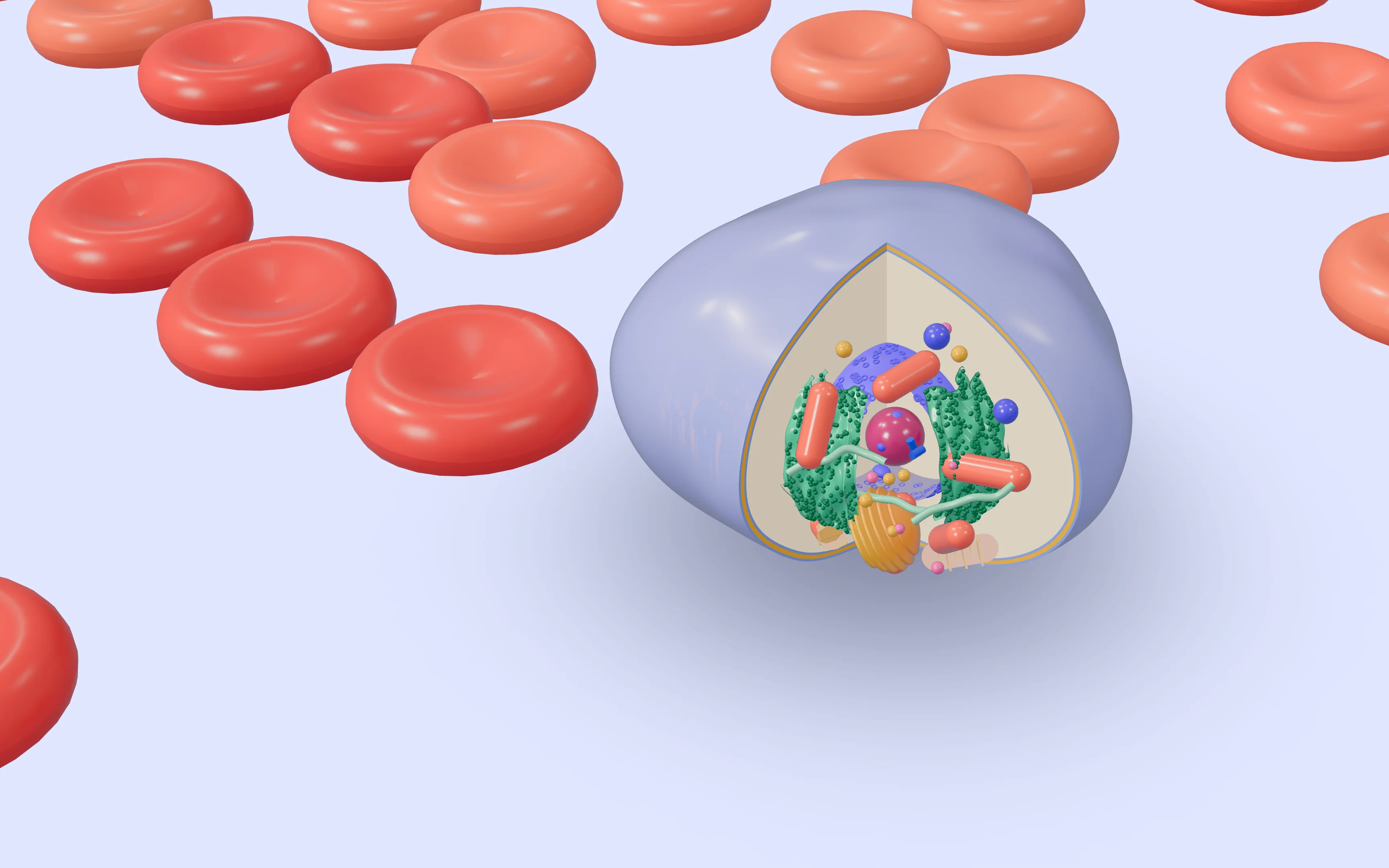 A white blood cell cut open on a blood smear: a violet nucleus, coral mitochondria, mint folds of endoplasmic reticulum and a marigold Golgi, among glossy red blood cells.