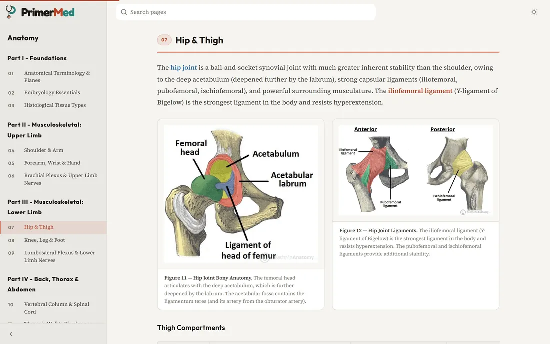 A PrimerMed anatomy page open in the tab underneath